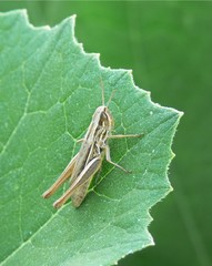 cavalletta su foglia