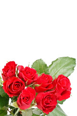 Fototapeta premium Red roses