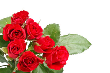 Obraz premium Red roses