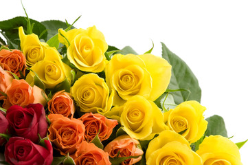 colorful roses on white background