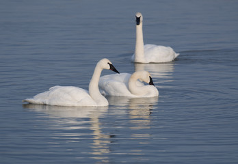 Three trumpter swans and blue water