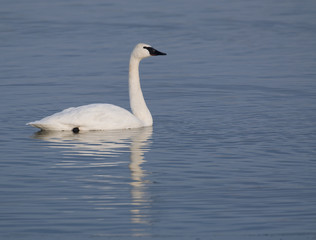 Obraz na płótnie Canvas Trumpter swans and blue water