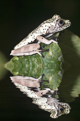 Hyla geographica juvenile from ecuador