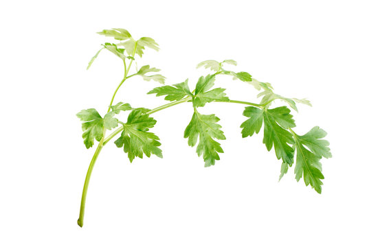 parsley leaf