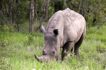 Obraz premium Rhino in Kruger Park