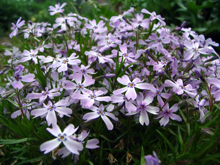 Gardening - small violet flowers