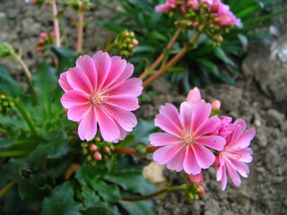 Gardening - pink flower