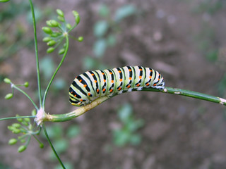 Caterpillar on the dill