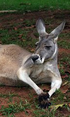 Naklejka na ściany i meble Relaxing Kangaroo