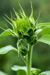 Sunflower bud