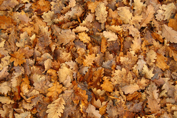 Oak tree leaves background