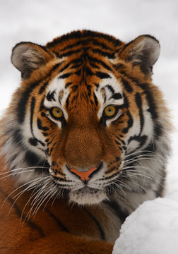 Tiger portrait