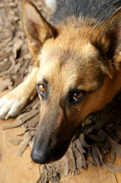 German Shepard Laying On The Ground