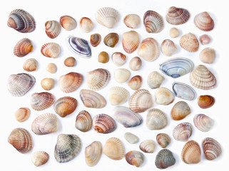 various color shell isolated on white