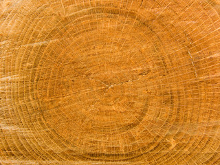 Naklejka premium Drzewo dąb