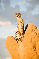 Cheetah on Termite Mound