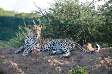 Leopard resting