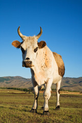 Cow Mongolia Asia
