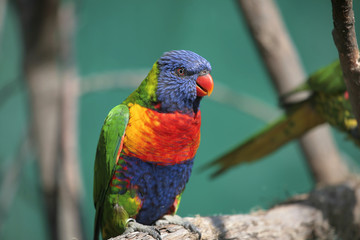 lorikeet bird on a branch