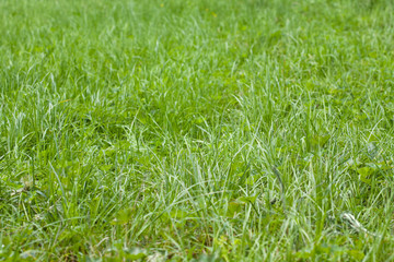 green grass background