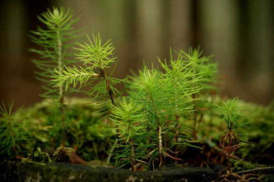 green plants