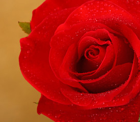 Red Rose with water drops