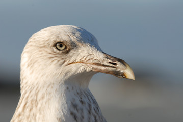Mouette, Essouira