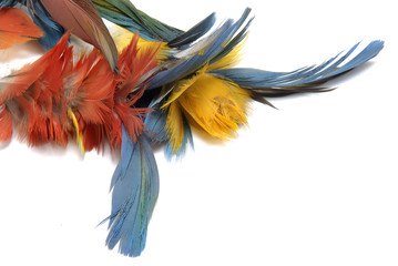Indian feathers isolated in white