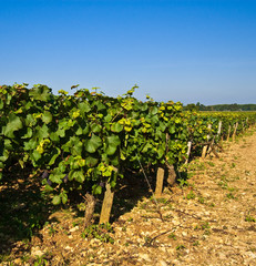 Fototapeta na wymiar Winnice w Burgundii (Pinot Noir)