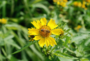 a bee on a yellow flower