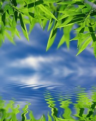 Bamboo and sky reflected in the water; Zen atmosphere.