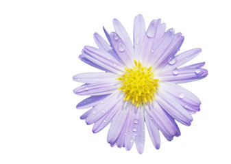 Obraz premium daisy with dew