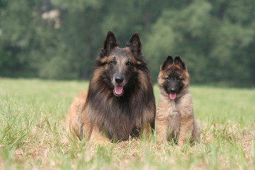 Chiot Berger Belge de Tervueren et sa maman