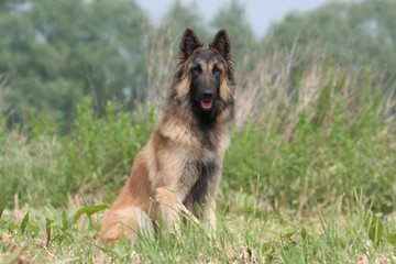 Berger Belge de Tervueren assis de face