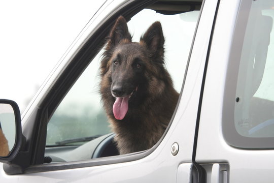 Chauffeur au caractère de chien