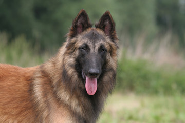 Belle tête de Berger Belge Tervueren