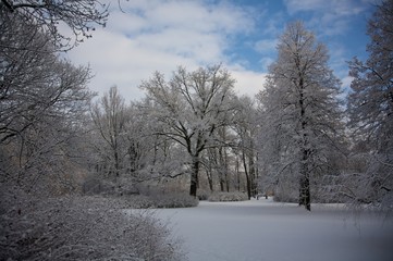 Fototapeta premium winter park 21
