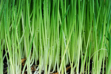 Green grass background