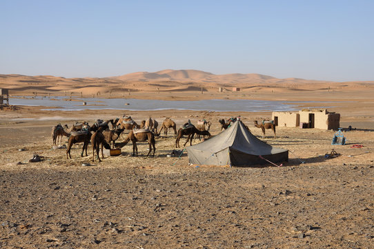 Kamele im Wüstenlager, Marokko