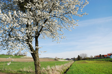 Flowering tree