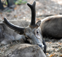 Deer antlers