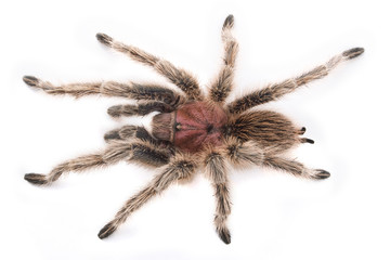 Tarantula