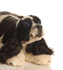 american cocker spaniel puppy down in playful pose