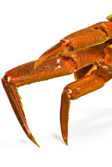 Crab