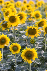 Fototapeta premium Girasoli