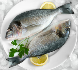 A gilthead (dorade) on ice at the seafood booth