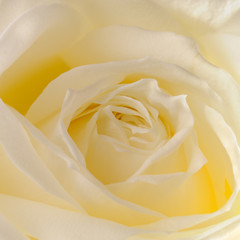 yellow rose closeup