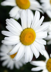 daisies bellis perennis © shoresidephoto