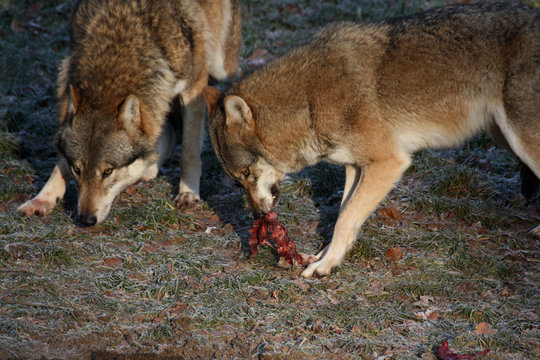 Fressende Wolfe