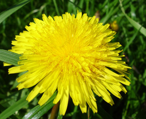 Yellow dandelion